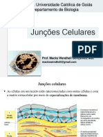 Junções Celulares e Envoltório Nuclear