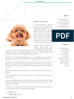 Poodle - Amamos Cachorros