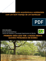 Os Benefícios Sócio Econômicos e Ambientais Com Um Bom Manejo de Um Bambuzal