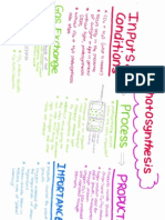 Photosynthesis Concept Map