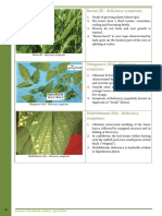 Boron (B) - Deficiency Symptoms