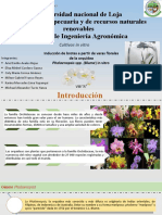 Grupo 1 - Inducción de Brotes A Partir de Varas Florales de La Orquídea Phalaenopsis Spp. (Blume) in Vitro