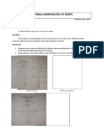 External Morphology of Roots