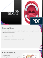 Region Bucal