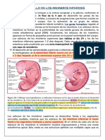 Desarrollo de Los Miembros Inferiores y Músculos Esqueléticos