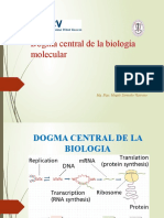 Transcripcion MZV