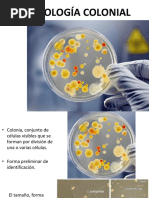 Morfologia Colonial Microbiana 2021