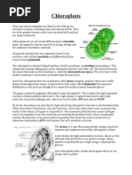 Chloroplasts