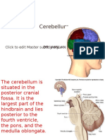 Cerebellum Anatomy Compress