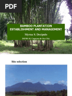 Bamboo Plantation Establishment and Management Making