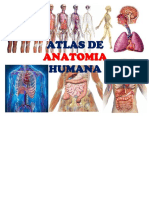 Atlas de Anatomia Humana