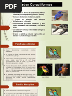 Orden Coraciiformes