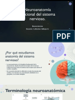 Neuroanatomía Funcional Del Sistema Nervioso