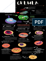 LA CELULA Infografía