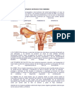 Aparato Reproductor Femenino