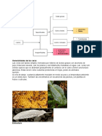 Poster Ceras y Eicosaniodes