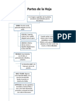 Organizador Visual de La Anatomia de La Hoja