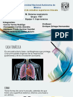 Caja Torácica Equipo 1