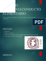 Conducto Alimentario