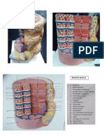 Ospe Histology