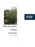 Practica 2 - Tipos de Ramas y Podas de Frutales - Dulce Nayeli Silva Mendoza - 4b