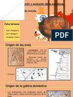 Origen y Evolucion de La Avicultura