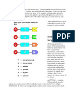 How DNA Codes For Proteins