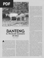 Banteng: El Peculiar Ganado de Bali