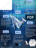 Infografia de La Ballena Jorobada