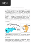 Cabeza y Cuello