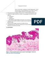 Componentes de La Piel Histologia Final