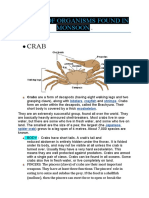 Crab: 5 Types of Organisms Found in Monsoon