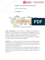 Resumen de Remodelación Ósea y La Función Del RANK, RANKL y OPG