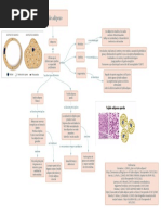 Mapa Conceptual Tejido Adiposo