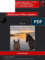 Síndrome Cólica Equina