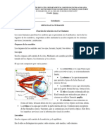 Función de Relación en El Ser Humano