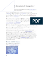 Fundamentos de Diferenciación de Gram Positivo y Gram Negativo