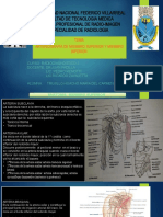 Arteriografia de Miembro Superior e Inferior Todo