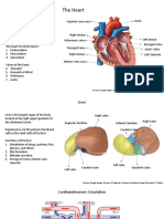 The Heart: Sources: Google Images, Seeley's Essentials of Anatomy and Physiology 10 Edition