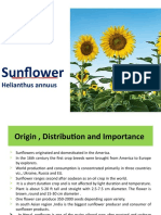 Sunflower Cultivation