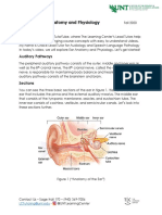 Ear Anatomy - Transcript