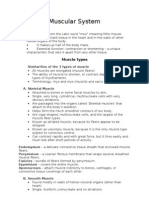 Muscular System: Muscle Types