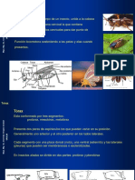 5 El Tórax de Los Insectos 2020