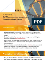 Gel Electrophoresis
