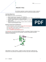 Guided Exercise - Mendel's Peas: Name