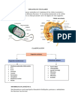 Organelos Celulares