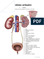 Anatomie Système Urinaire