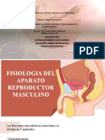 Fisiología Del AP Reproductor Masculino y Espermatogenesis