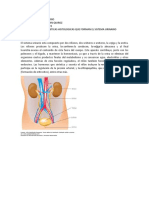 Practica Sistema Urinario