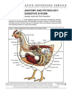 Anatomy Digestive